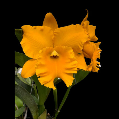 Cattleya Alliance - Rlc. Golf Gold 'Golden Emperor' Cattleya La Foresta Orchids 