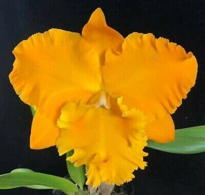 Cattleya Alliance - Rlc. Golf Gold 'Golden Emperor' Cattleya La Foresta Orchids 