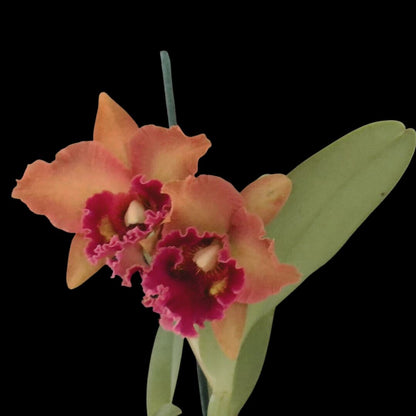 Cattleya Alliance - Rlc. Kaoru Suzuki 'Volcano Night' - In BUD! Cattleya La Foresta Orchids 