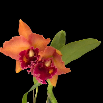 Cattleya Alliance - Rlc. Kaoru Suzuki 'Volcano Night' - In BUD! Cattleya La Foresta Orchids 