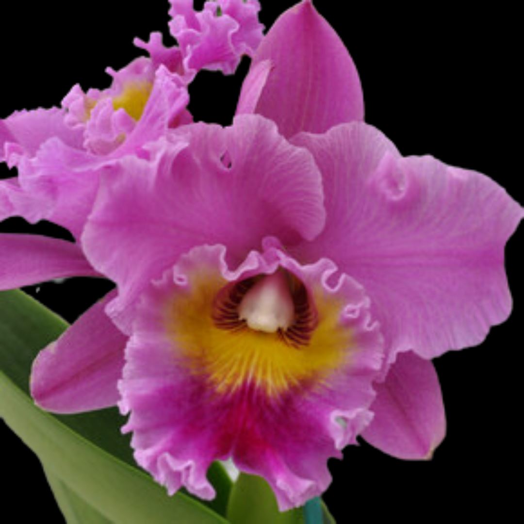 Cattleya Alliance: Rlc. Keesha Sharp - Larenn Nan Bèl Cattleya La Foresta Orchids 