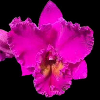 Cattleya Alliance: Rlc. Keesha Sharp - Larenn Nan Bèl Cattleya La Foresta Orchids 