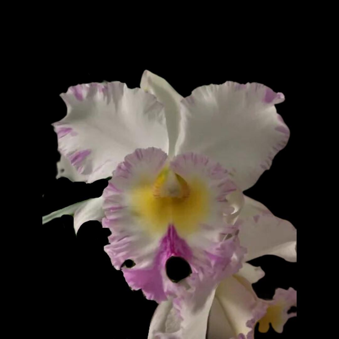 Cattleya Alliance - Rlc. Mahina Yahiro 'Julie' Splash JC/AOS Cattleya La Foresta Orchids 