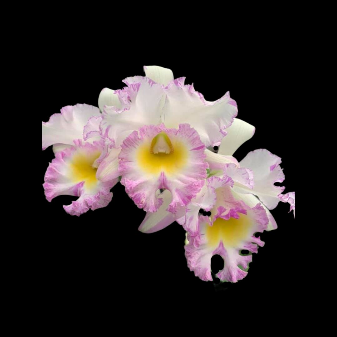 Cattleya Alliance - Rlc. Mahina Yahiro 'Julie' Splash JC/AOS Cattleya La Foresta Orchids 