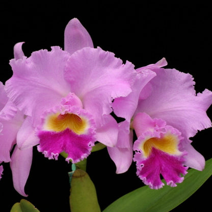 Cattleya Alliance - Rlc. Mami Akatsuka ‘Volcano Queen’ Cattleya La Foresta Orchids 