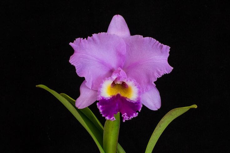 Cattleya Alliance - Rlc. Mami Akatsuka ‘Volcano Queen’ – La Foresta Orchids