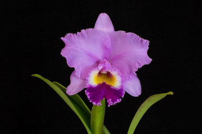 Cattleya Alliance - Rlc. Mami Akatsuka ‘Volcano Queen’ Cattleya La Foresta Orchids 