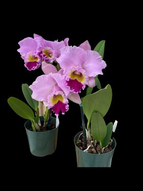 Cattleya Alliance - Rlc. Mami Akatsuka ‘Volcano Queen’ Cattleya La Foresta Orchids 