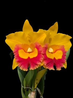 Cattleya Alliance - Rlc. Monthatip Gold Cattleya La Foresta Orchids 