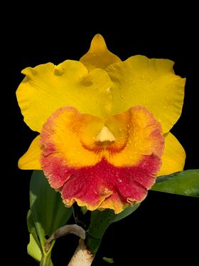 Cattleya Alliance - Rlc. Monthatip Gold Cattleya La Foresta Orchids 