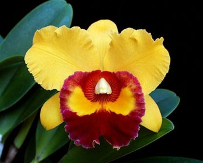 Cattleya Alliance - Rlc. Nakornchaisri Delight Cattleya La Foresta Orchids 