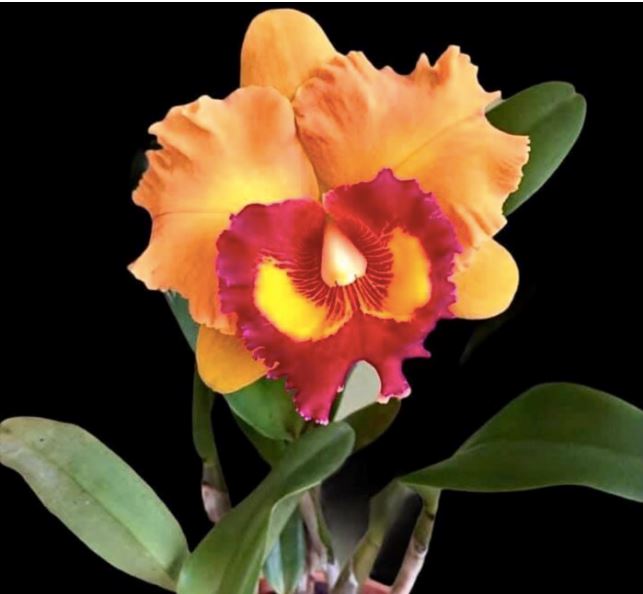 Cattleya Alliance - Rlc. Nakornchaisri Delight Cattleya La Foresta Orchids 