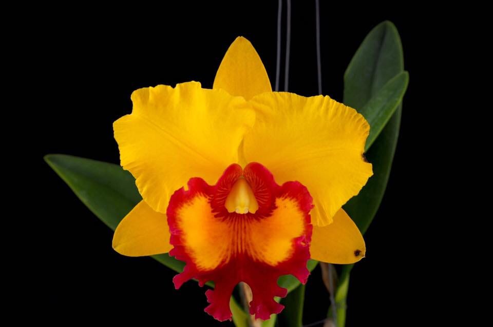 Cattleya Alliance - Rlc. Nakornchaisri Delight Cattleya La Foresta Orchids 