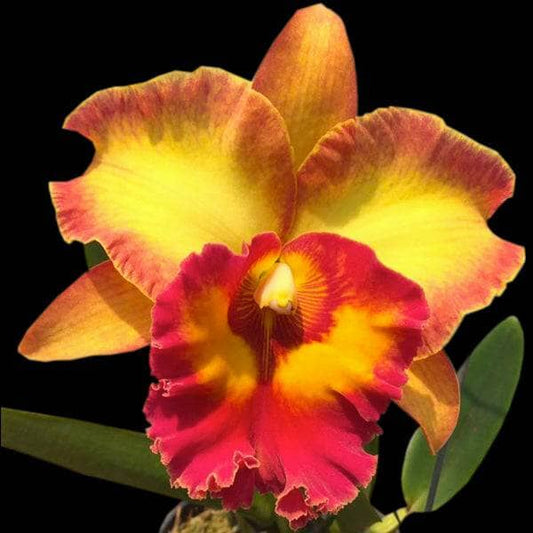 Cattleya Alliance - Rlc. Patra Delight x Rlc. Chomthong Fancy Cattleya La Foresta Orchids 