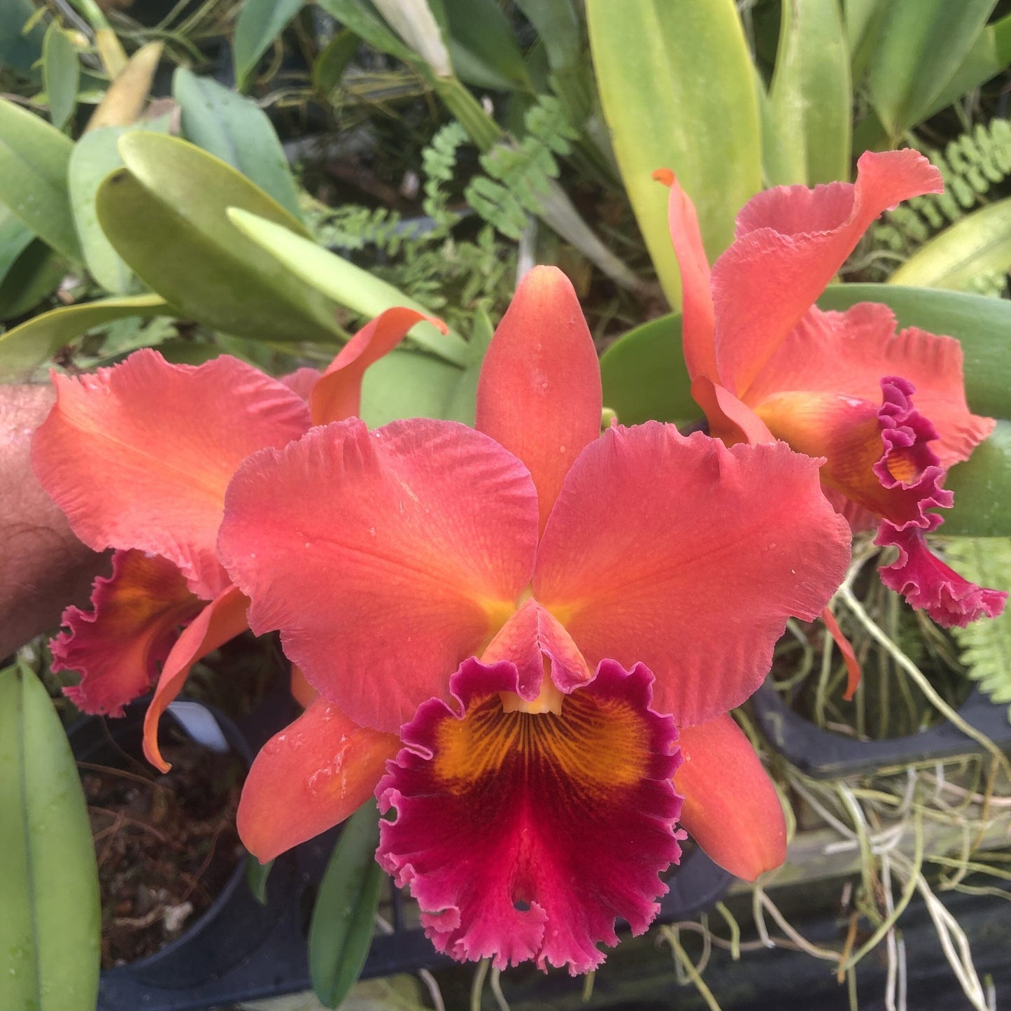 Cattleya Alliance - Rlc. Sharon Forsythe 'Orange Red' Cattleya La Foresta Orchids 