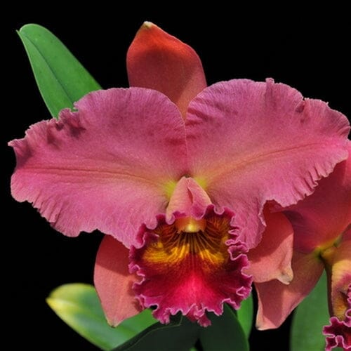 Cattleya Alliance - Rlc. Sharon Forsythe 'Orange Red' Cattleya La Foresta Orchids 