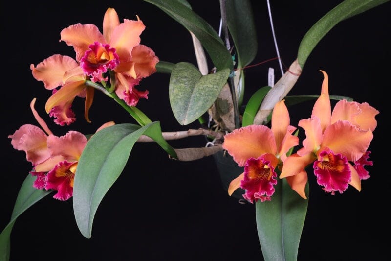 Cattleya Alliance - Rlc. Sharon Forsythe 'Orange Red' Cattleya La Foresta Orchids 