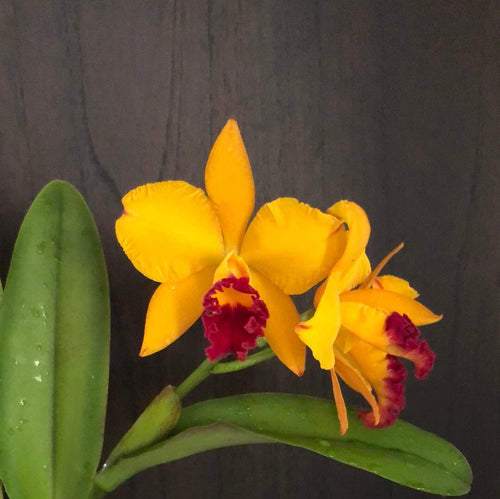 Cattleya Alliance - Rth. Hsinying Fancy Gold 'October Fireworks'