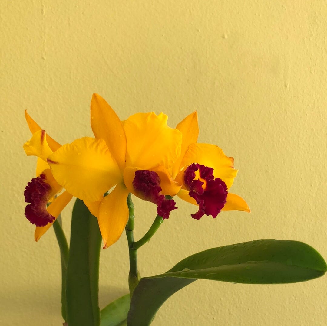 Cattleya Alliance - Rth. Hsinying Fancy Gold 'October Fireworks' – La  Foresta Orchids
