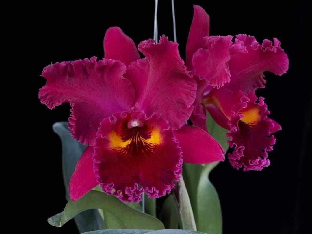 Cattleya Alliance - Subprasert Cattleya La Foresta Orchids 