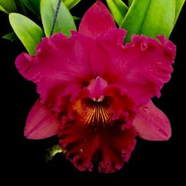 Cattleya Alliance - Subprasert Cattleya La Foresta Orchids 