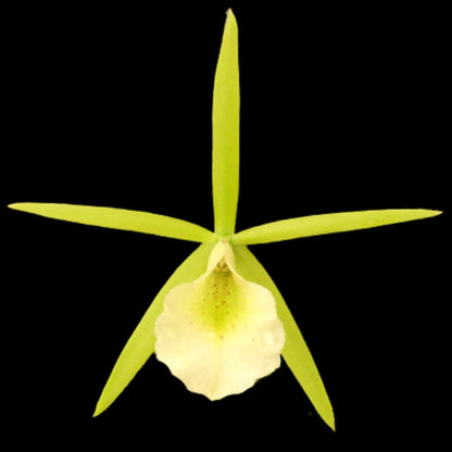 Cattleya Alliance: Vaughnara Key Lime Stars Cattleya La Foresta Orchids 
