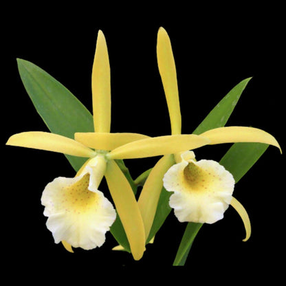 Cattleya Alliance: Vaughnara Key Lime Stars Cattleya La Foresta Orchids 