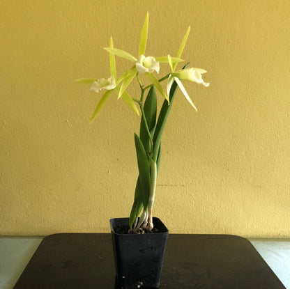 Cattleya Alliance: Vaughnara Key Lime Stars - In BLOOM! Cattleya La Foresta Orchids 