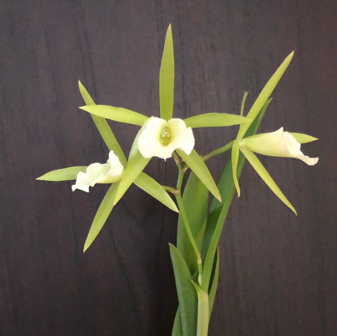 Cattleya Alliance: Vaughnara Key Lime Stars - In BUD! Cattleya La Foresta Orchids 
