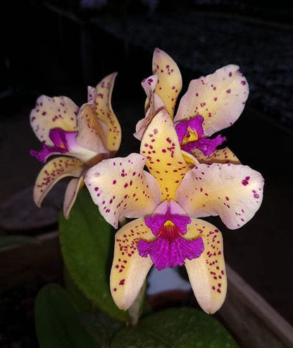 Cattleya amethystoglossa var. aurea '3X' Cattleya La Foresta Orchids 