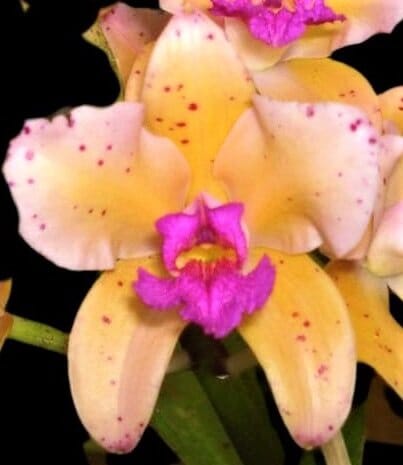 Cattleya amethystoglossa var. aurea '3X' Cattleya La Foresta Orchids 