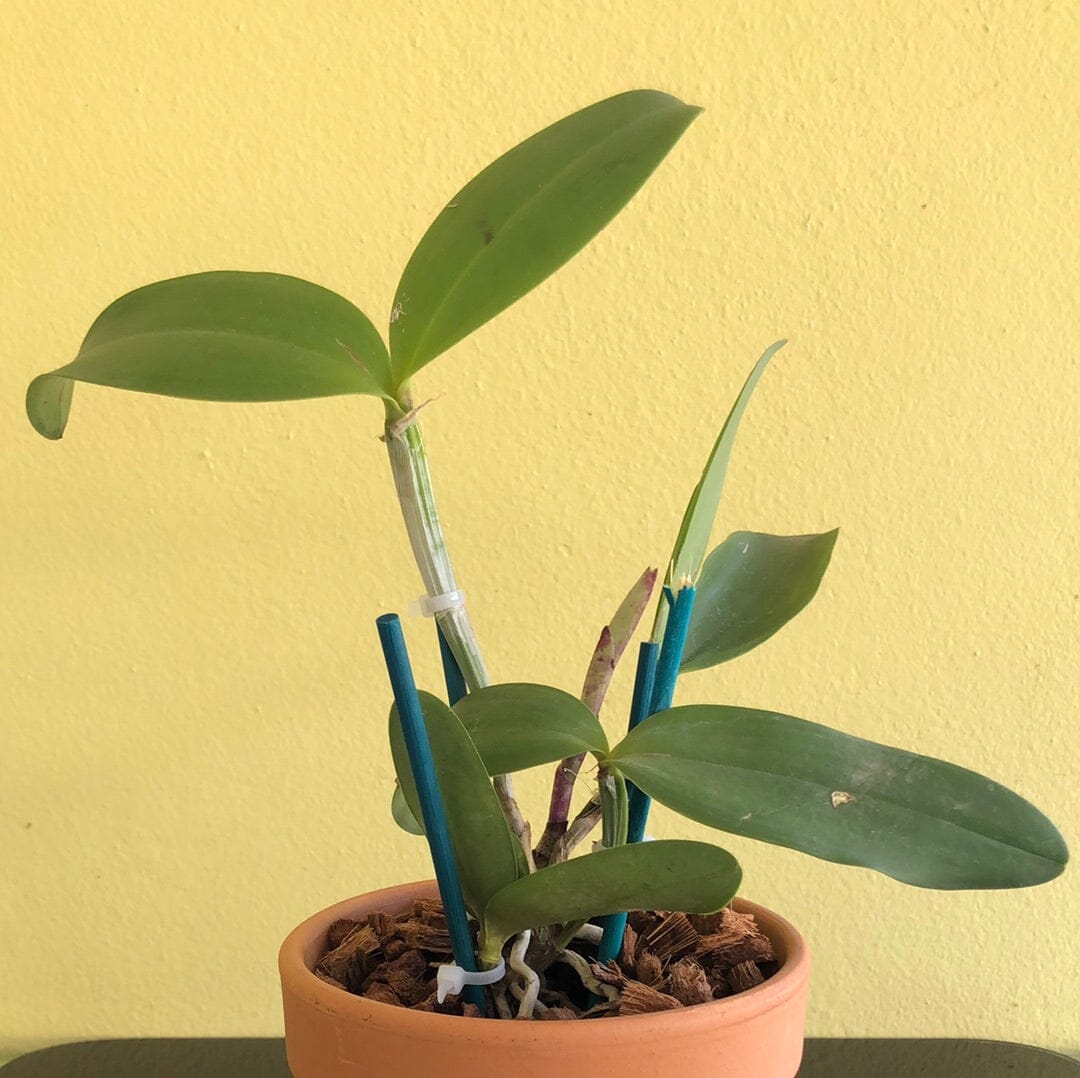 Cattleya amethystoglossa var. aurea '3X' Cattleya La Foresta Orchids 