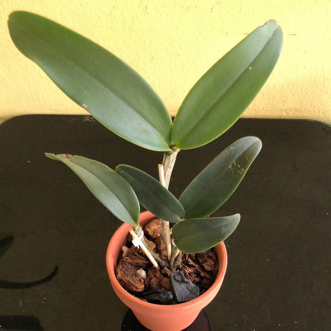 Cattleya amethystoglossa var. aurea Cattleya La Foresta Orchids 