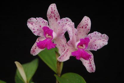 Cattleya amethystoglossa var. flamea x var. flamea 'Cinco Estrellas' Cattleya La Foresta Orchids 