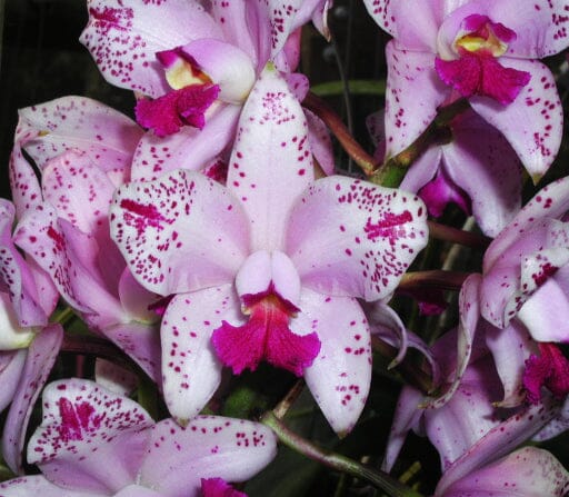 Cattleya amethystoglossa var. flamea x var. flamea 'Cinco Estrellas' Cattleya La Foresta Orchids 