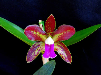 Cattleya bicolor var. measuresiana x var. punctata Cattleya La Foresta Orchids 