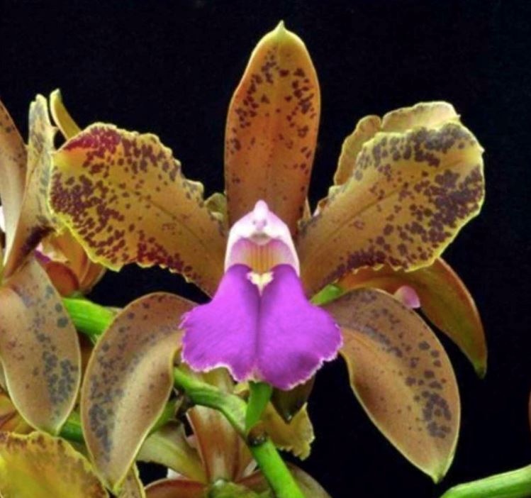 Cattleya bicolor var. measuresiana x var. punctata Cattleya La Foresta Orchids 