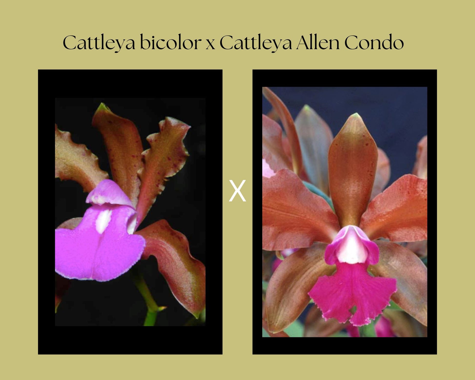 Cattleya bicolor x Lc. Allen Condo Cattleya La Foresta Orchids 