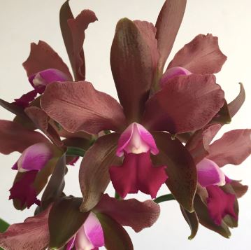 Cattleya bicolor x Lc. Allen Condo Cattleya La Foresta Orchids 