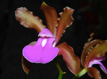 Cattleya bicolor x Lc. Allen Condo Cattleya La Foresta Orchids 
