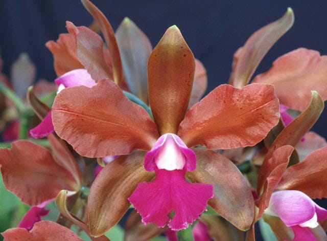 Cattleya bicolor x Lc. Allen Condo Cattleya La Foresta Orchids 