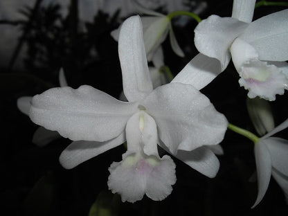 Cattleya bowringiana var. alba Cattleya La Foresta Orchids 