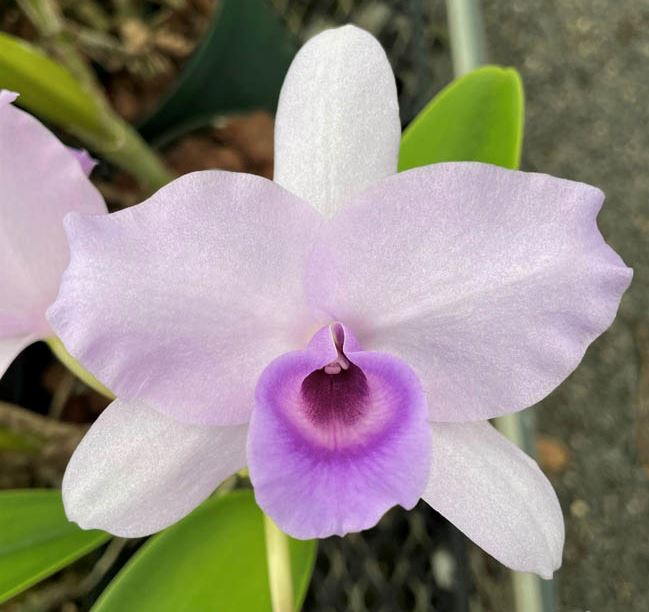 Cattleya bowringiana var. coerulea' 'Blue Angel' HCC/AOS x