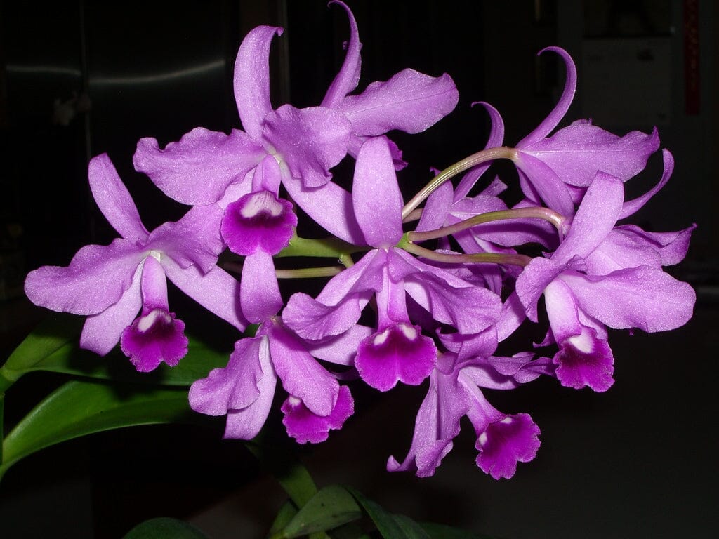 Cattleya bowringiana var. tipo Cattleya La Foresta Orchids 