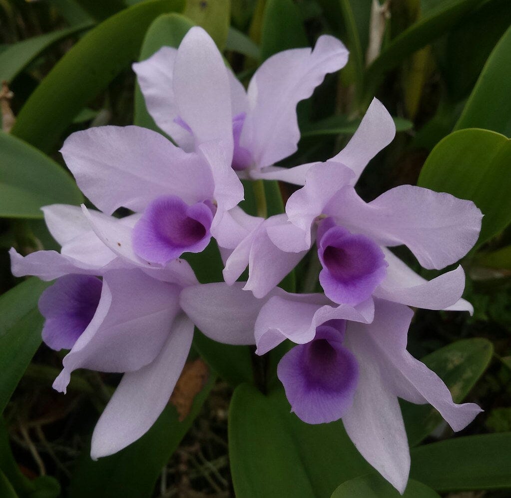 Cattleya deckeri var. coerulea Cattleya La Foresta Orchids 