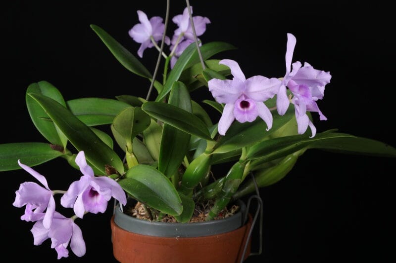 Cattleya deckeri var. coerulea Cattleya La Foresta Orchids 