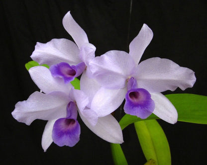 Cattleya deckeri var. coerulea Cattleya La Foresta Orchids 