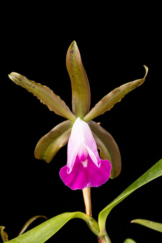 Cattleya dormaniana Cattleya La Foresta Orchids 