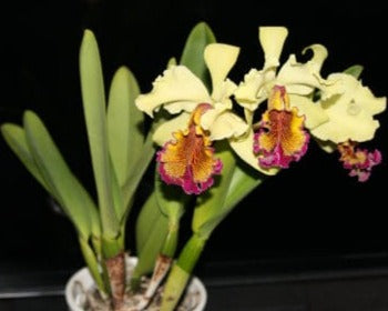 Cattleya dowiana var. aurea Cattleya La Foresta Orchids 