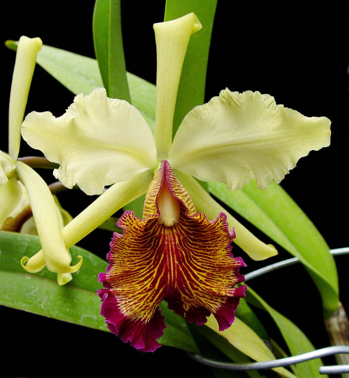 Cattleya dowiana var. aurea Cattleya La Foresta Orchids 